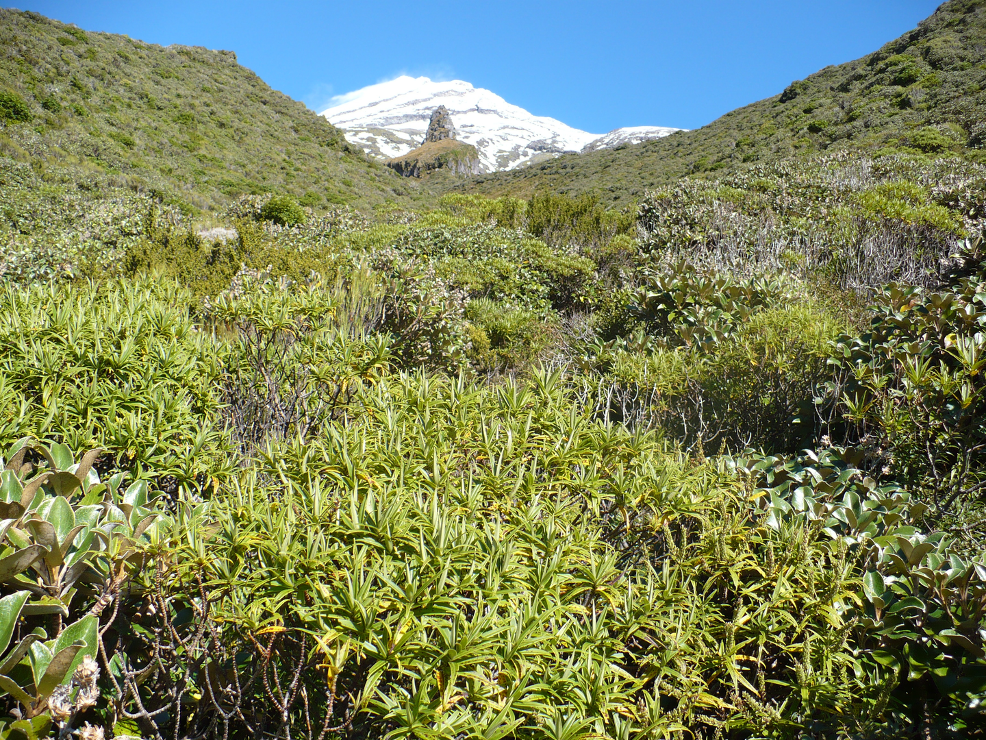 An image depicting the trail Tahurangi Translator Tower and its surrounding area.
