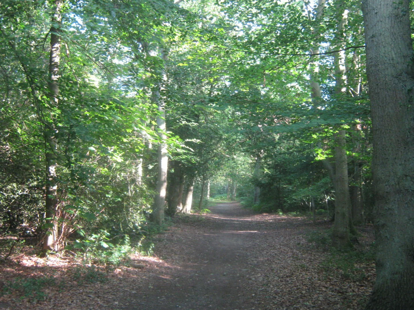 An image depicting the trail Edlmann Memorial Woo, St Paul's Cray Common and Scadbury Park Loop and its surrounding area.