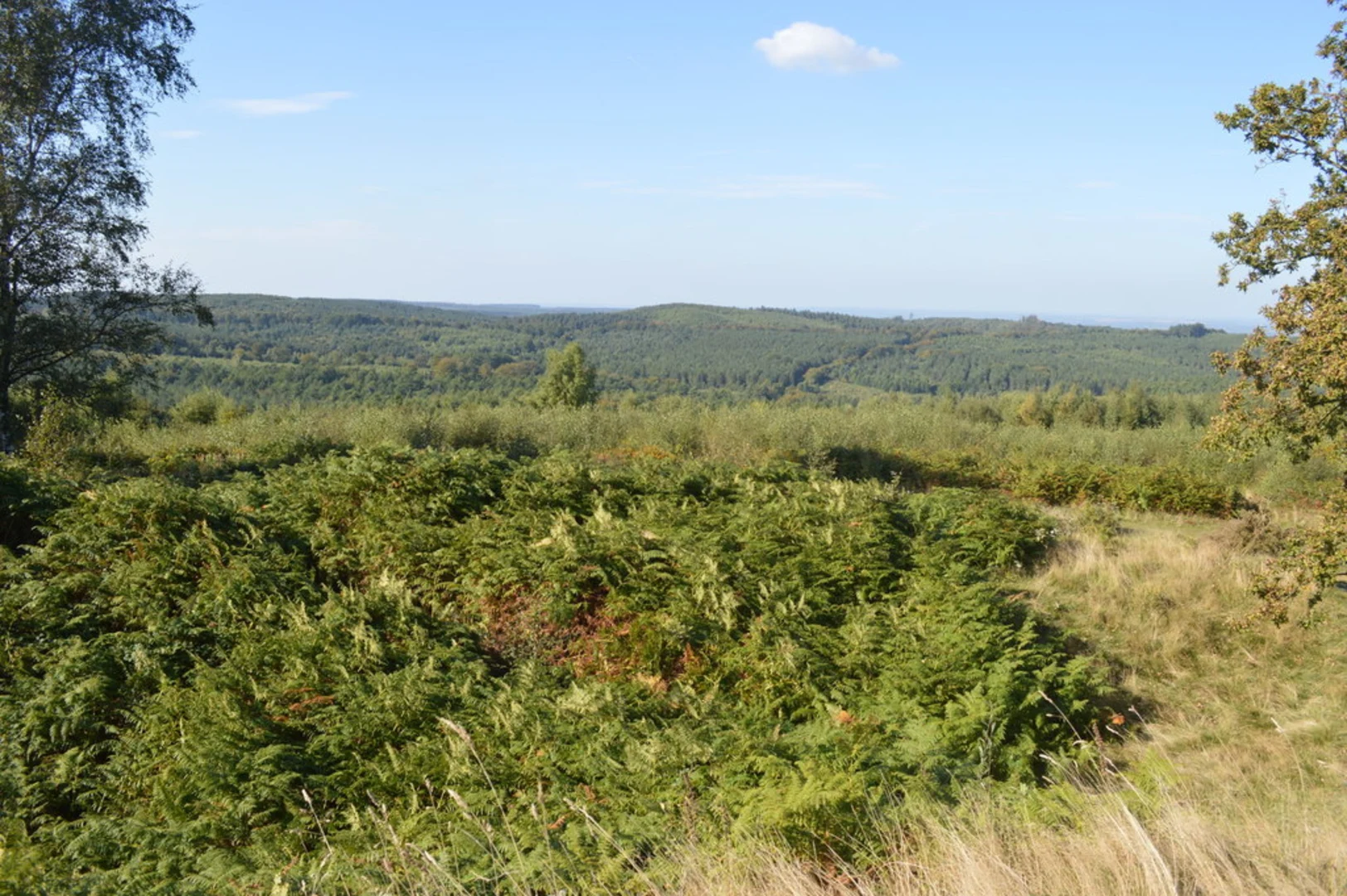 Castle Ring Loop | Staffordshire | England