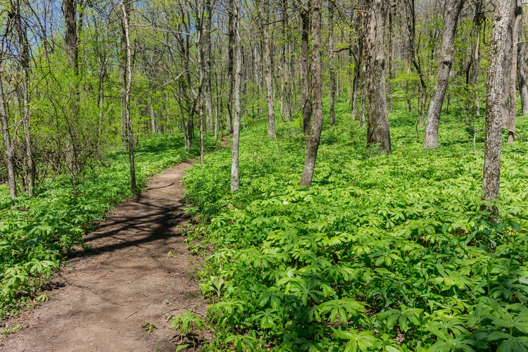 Rich and Springer Mountain Loop Trail