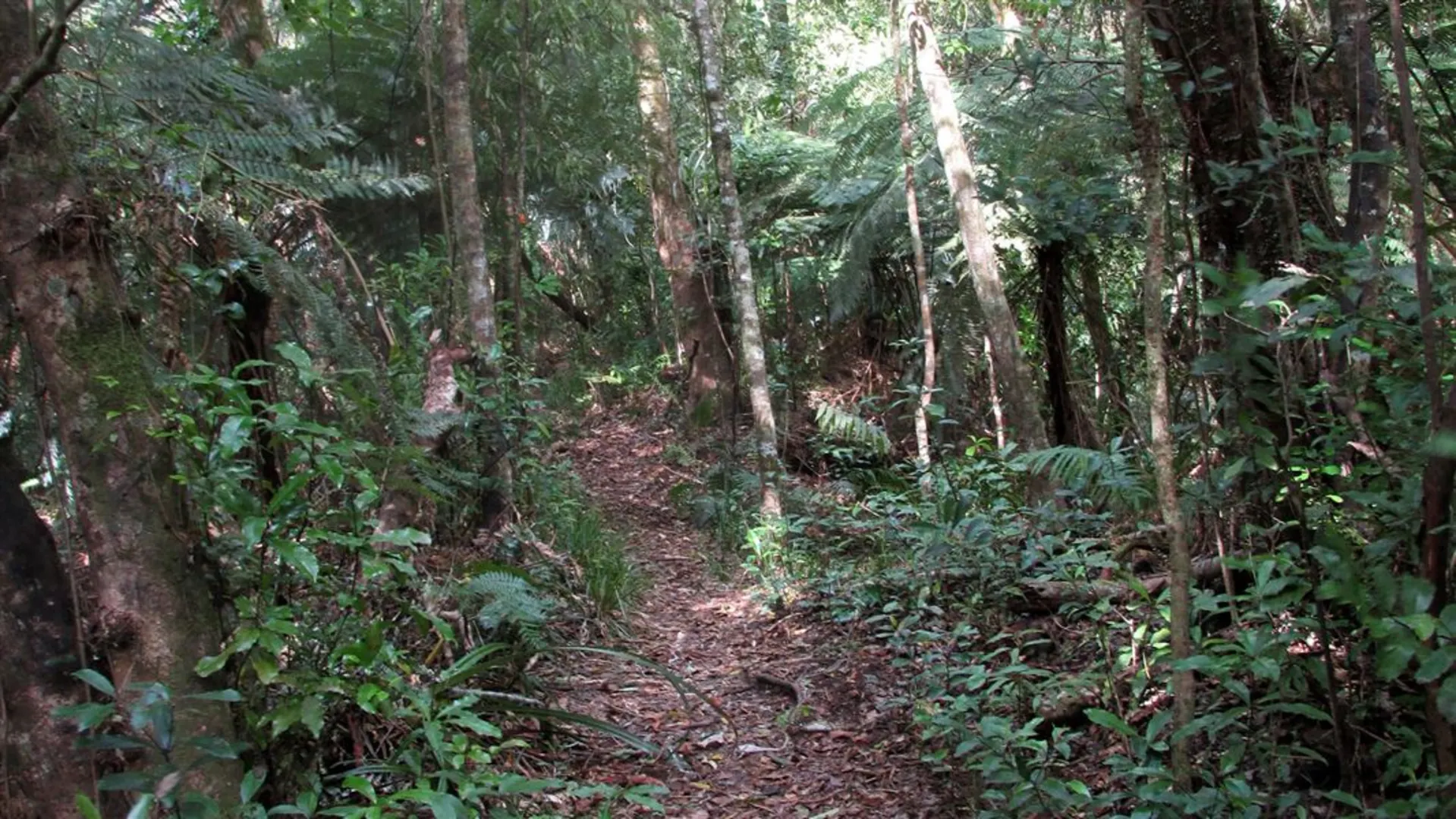 An image depicting the trail Kaharoa Kōkako Track and its surrounding area.