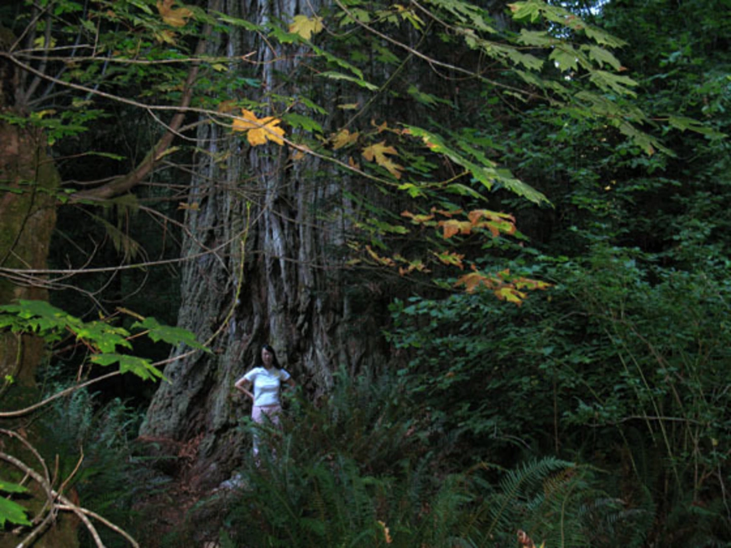 An image depicting the trail Grove of Titans Trail and its surrounding area.