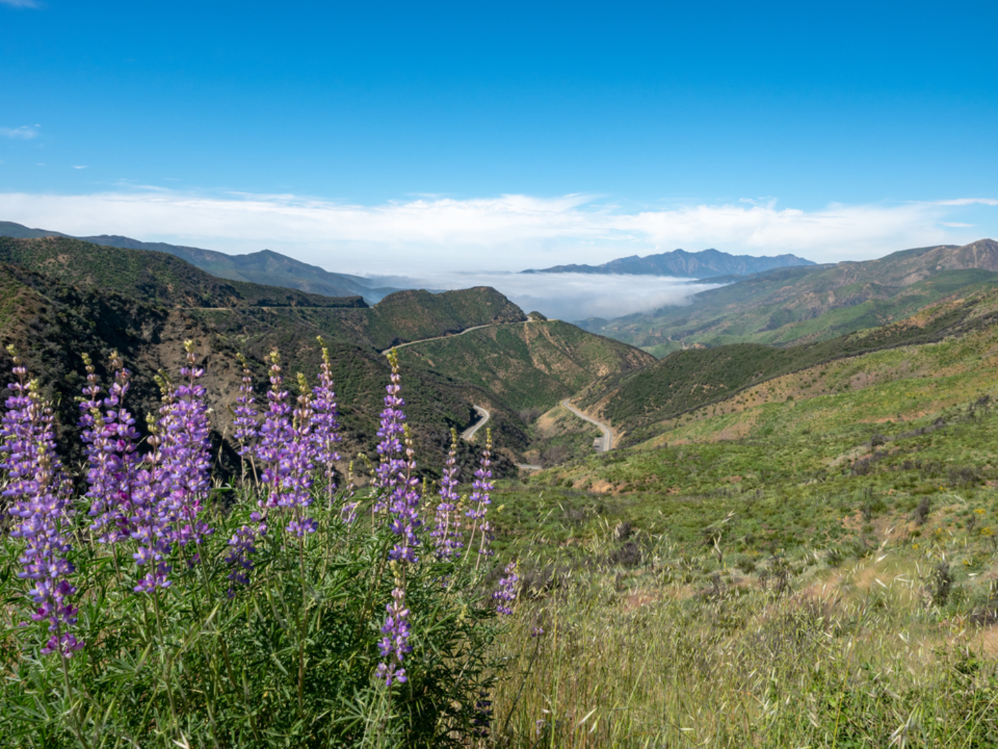 An image depicting the trail Gene Marshall - Piedra Blanca Trail and its surrounding area.