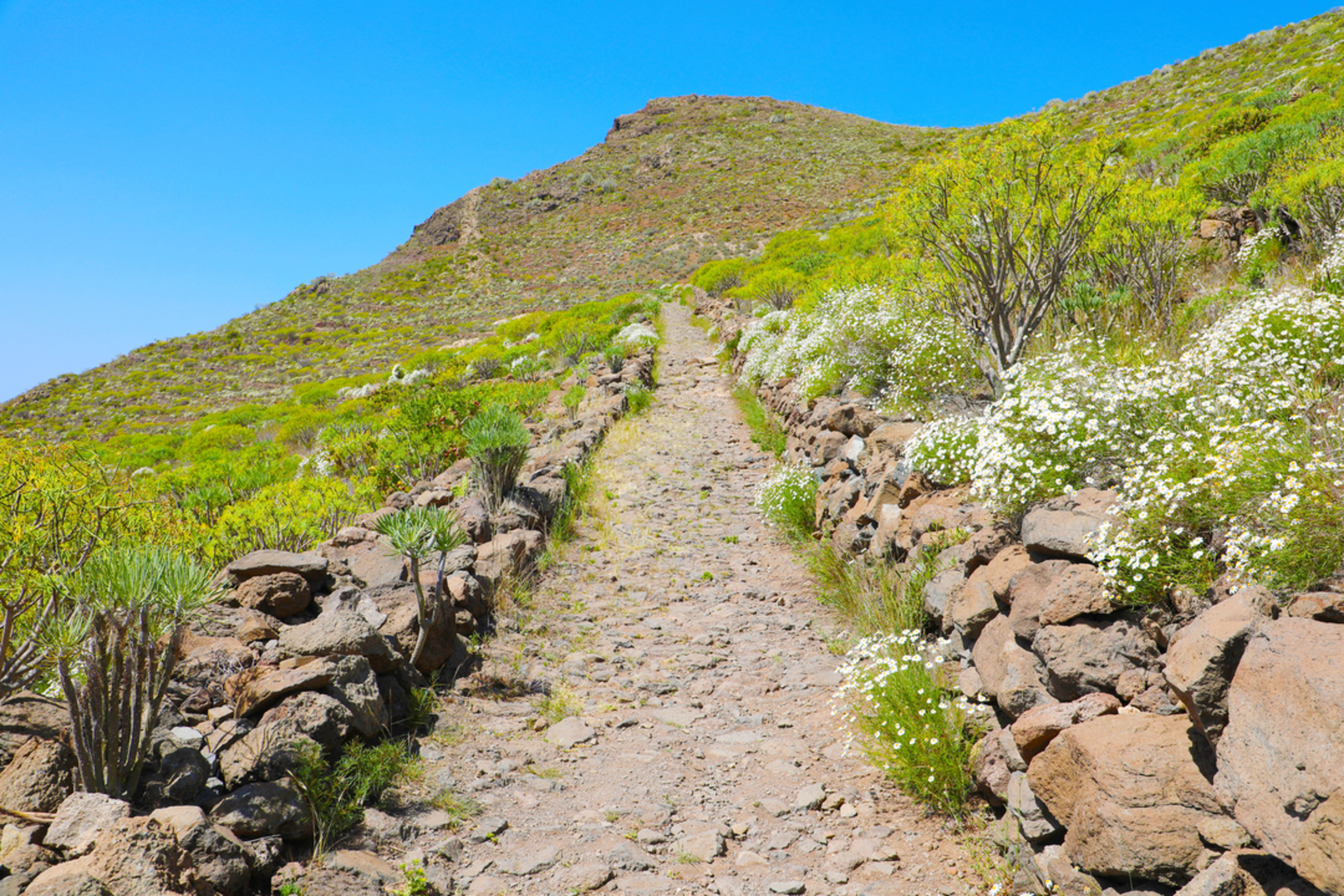 An image depicting the trail Roque del Conde SL TF 218 and its surrounding area.