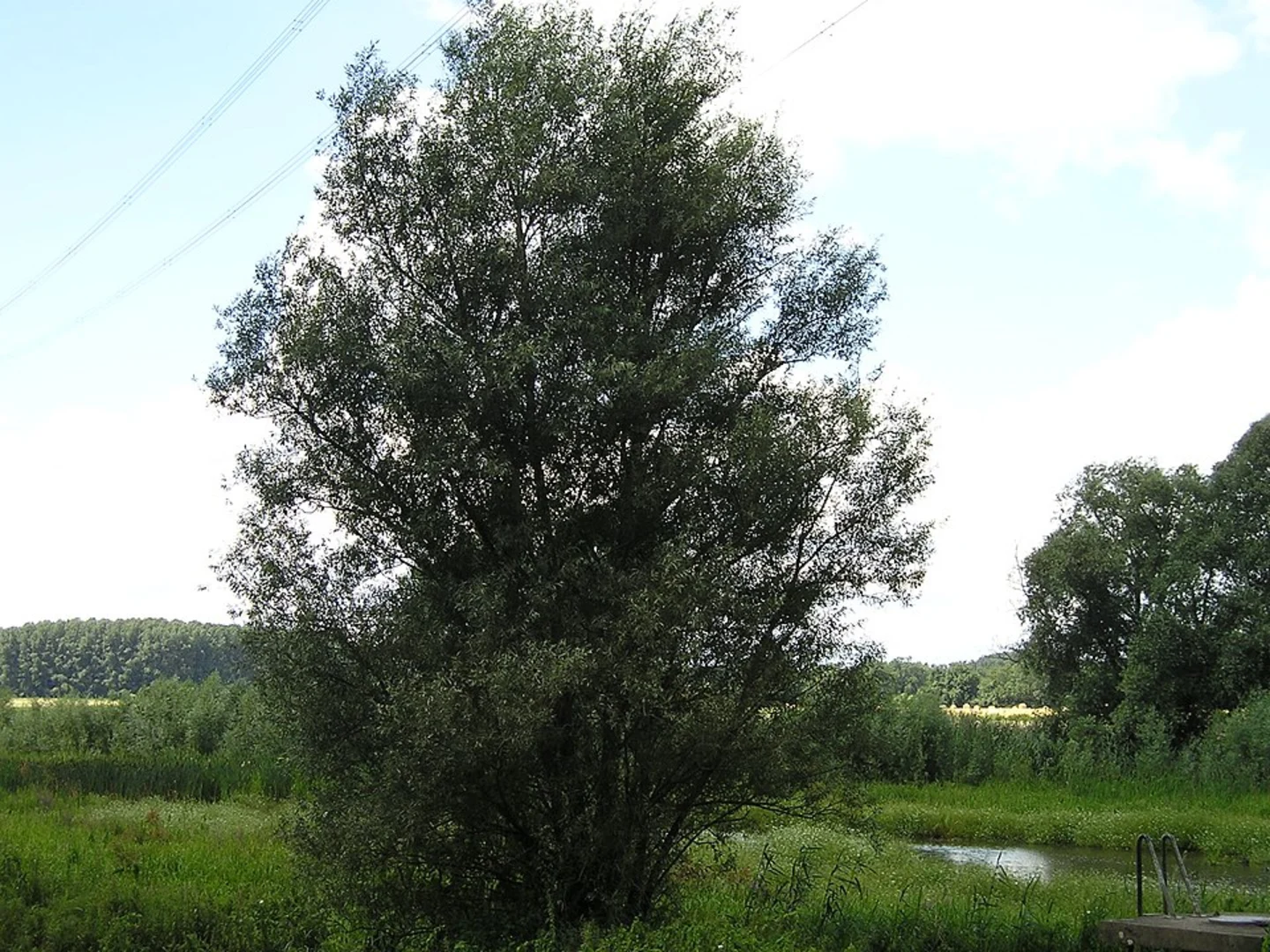 An image depicting the trail Baumberger Aue Rundweg and Duesseldorfer Weg Loop and its surrounding area.