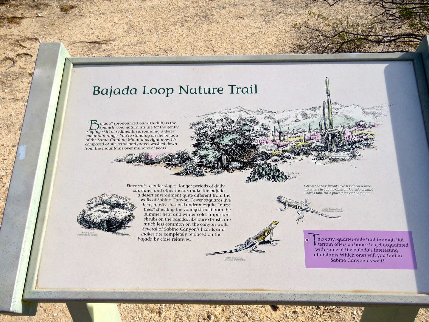 An image depicting the trail Bajada Nature Loop Trail and its surrounding area.