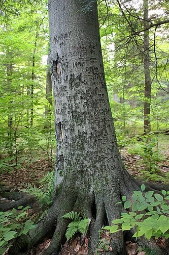 Tanbark Trail