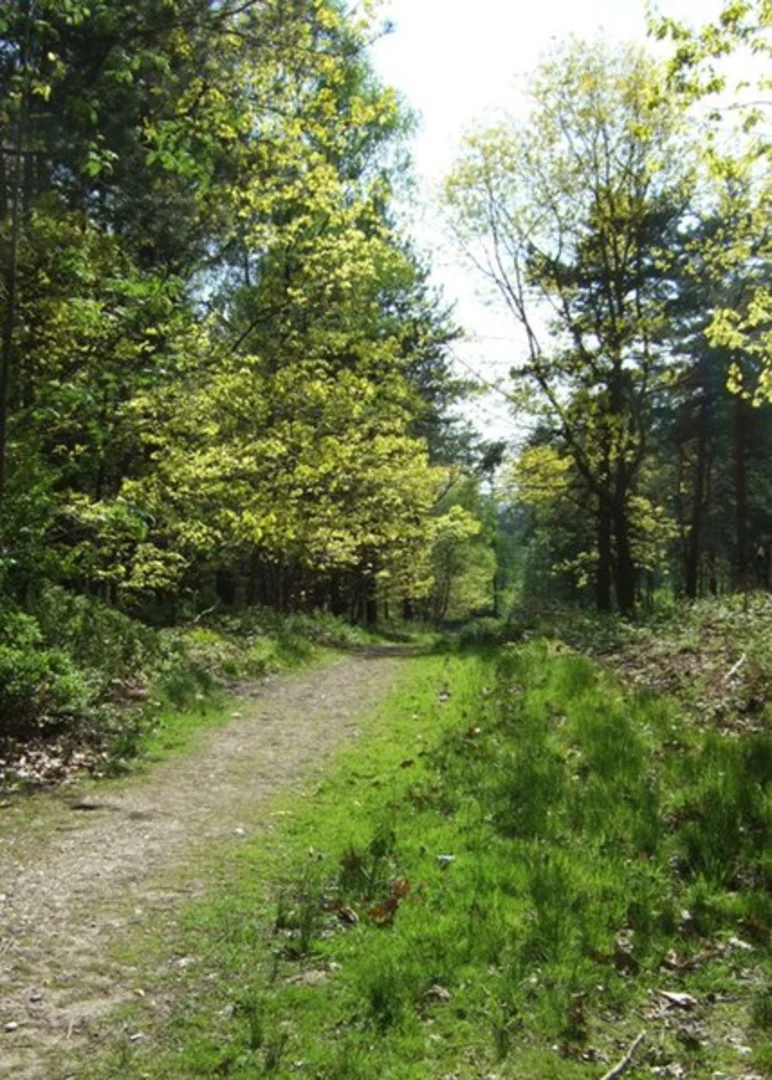 An image depicting the trail Harley Thorns Loop and its surrounding area.