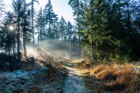 Ardbrandsche, Klein Hasselsven and Borkelsche Heide Loop