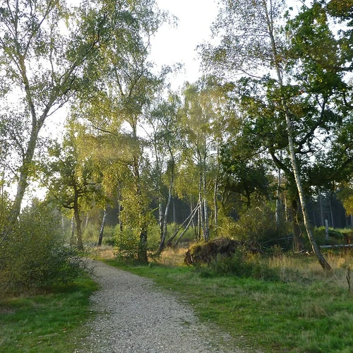 Great Penwood Forest Loop