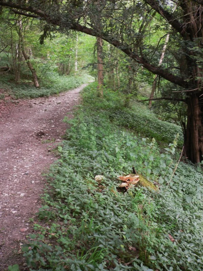 An image depicting the trail Chalton Walk and its surrounding area.