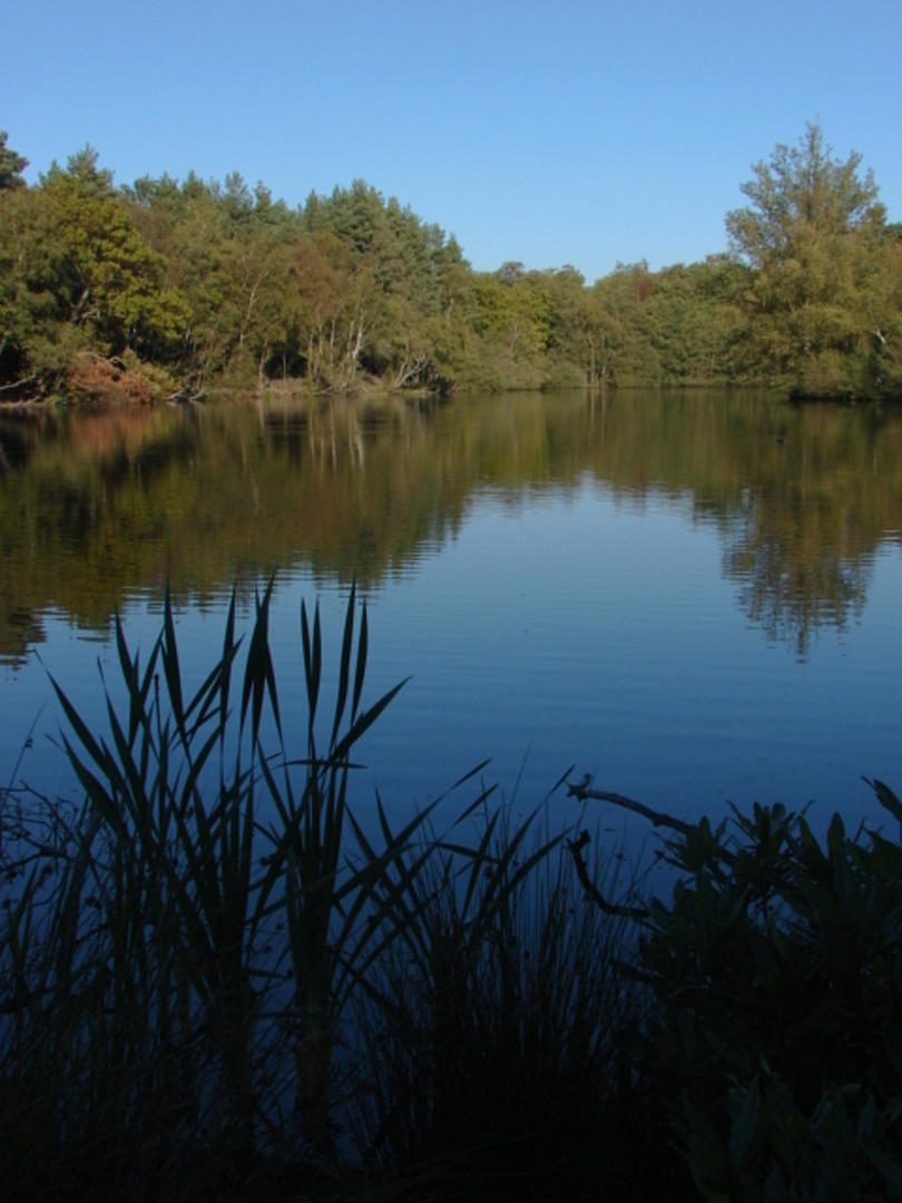 An image depicting the trail Swinley Forest Loop from The Look Out and its surrounding area.