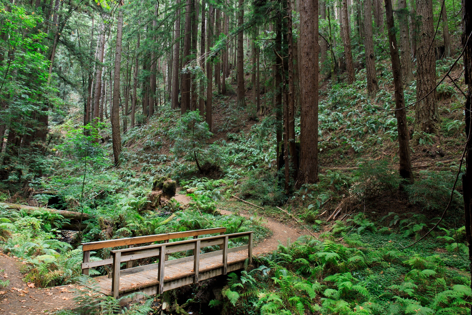An image depicting the trail North Ridge, Whittemore Gulch and Harkins Ridge Loop Trail and its surrounding area.