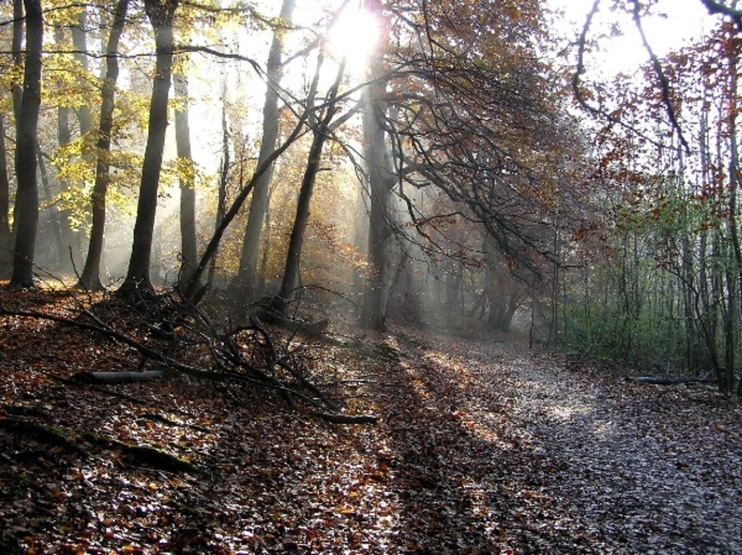 Sulham Woods Loop | West Berkshire | England
