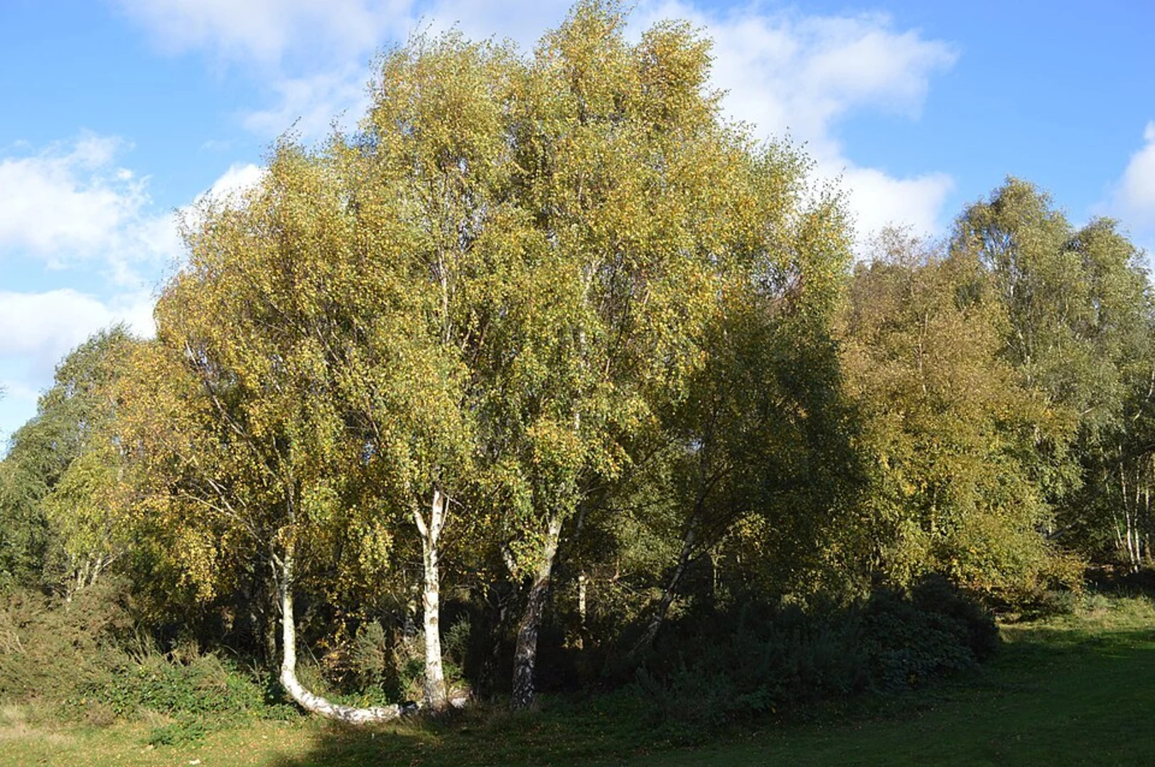 An image depicting the trail Chetwynd's Coppice and Regent's Wood Loop and its surrounding area.