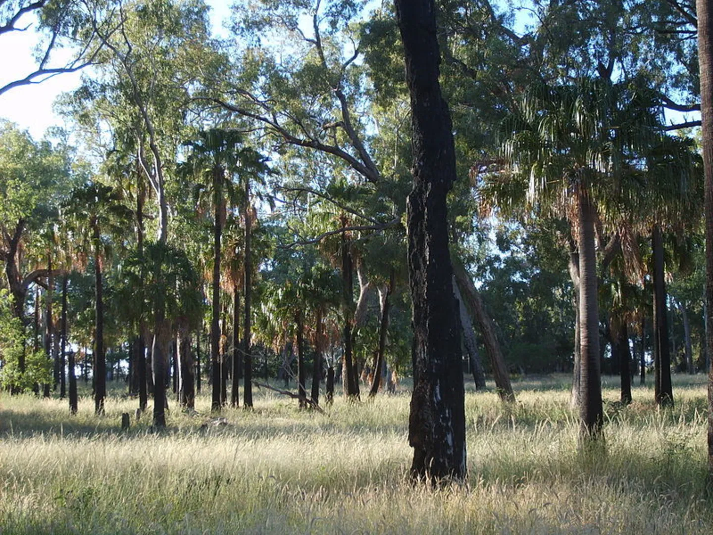 An image depicting the trail Lake Murphy Circuit Track and its surrounding area.