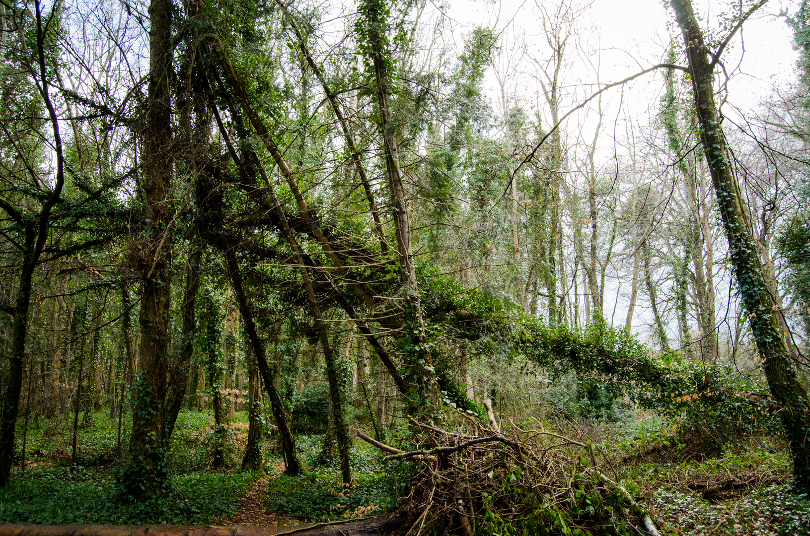 An image depicting the trail Donadea Forest Park - Alymer Walk and its surrounding area.