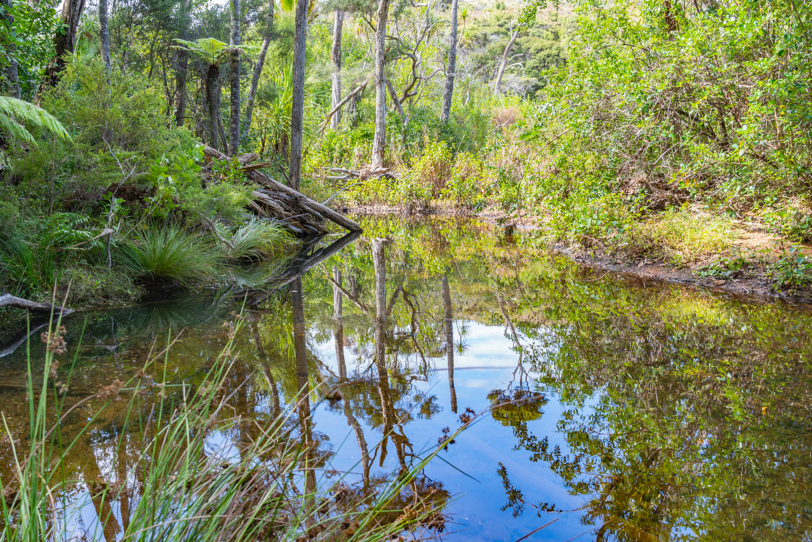 An image depicting the trail Kaitoke Hotpools Track and its surrounding area.