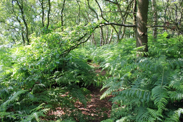 Helsby Loop via Dunsdale Hollow