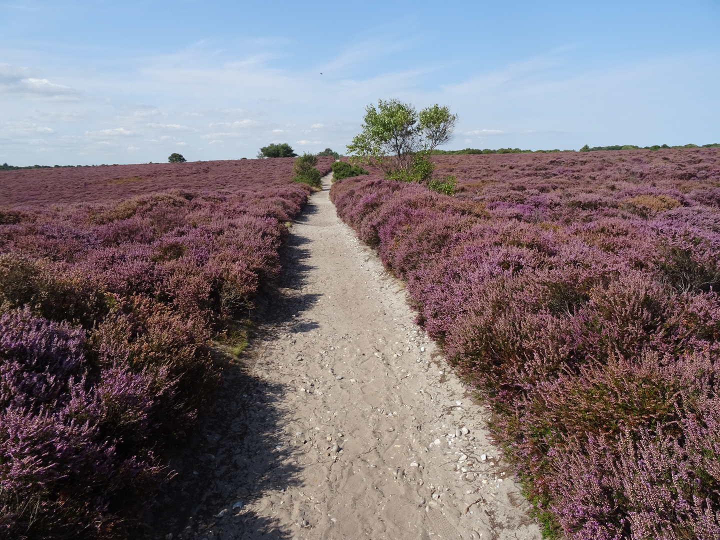 An image depicting the trail Docwra's Ditch and Dunwich Heath Loop and its surrounding area.