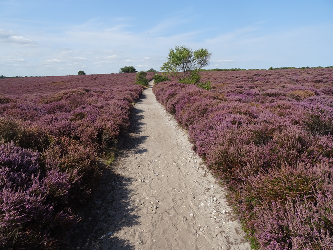 Docwra's Ditch and Dunwich Heath Loop