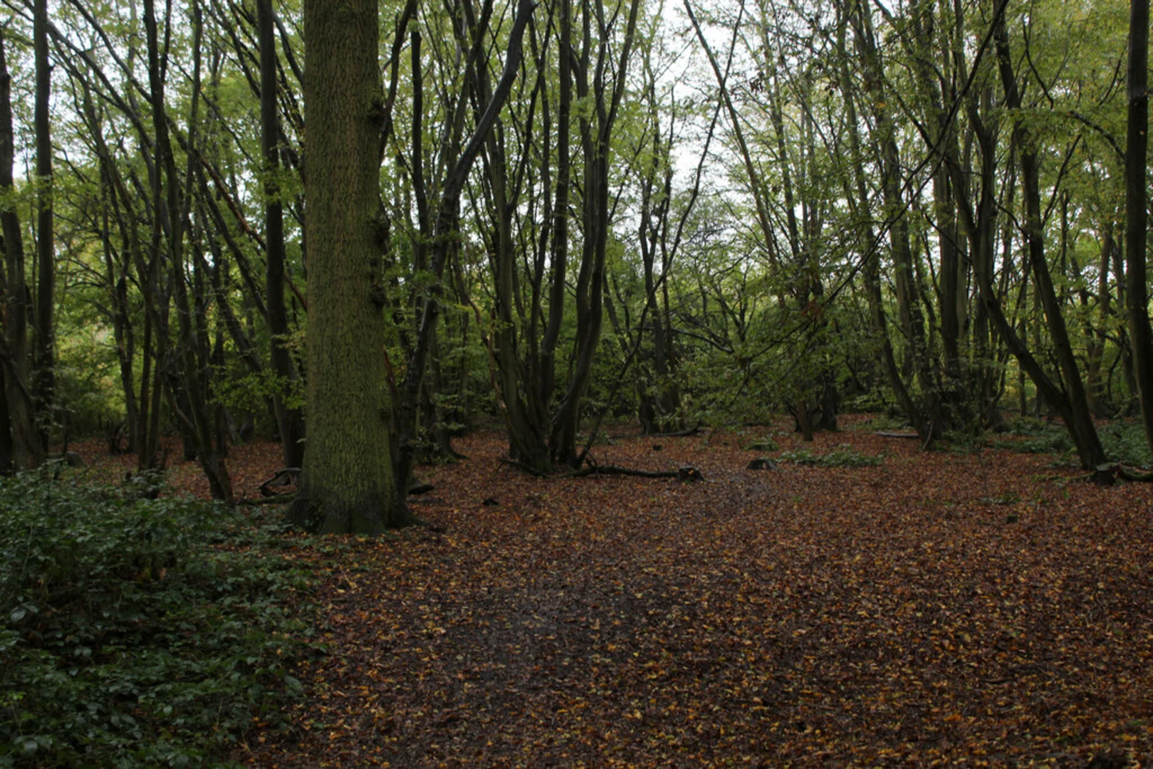 An image depicting the trail Mann Wood, Hazelton Wood and Stockley Wood Loop and its surrounding area.