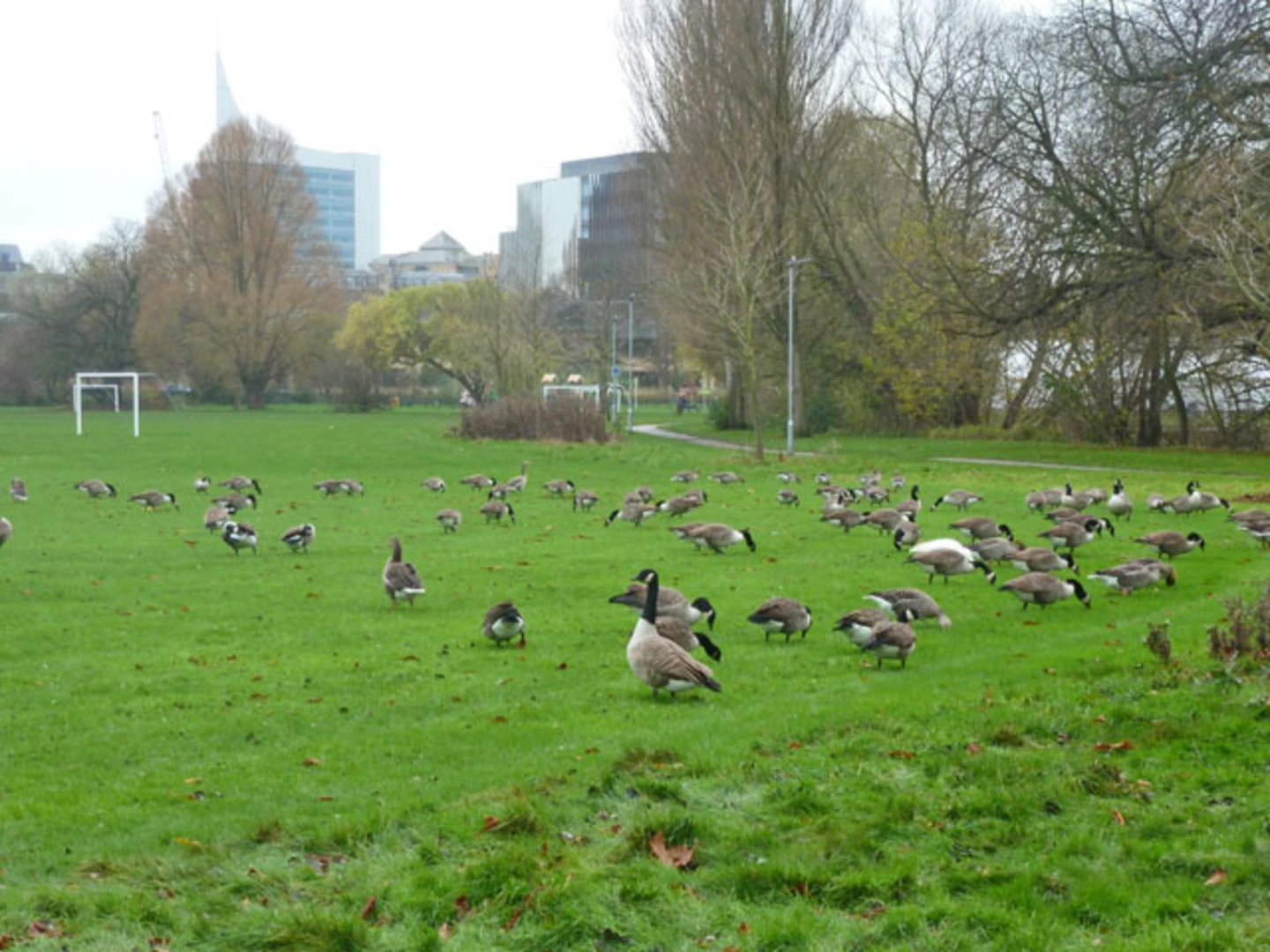 An image depicting the trail King's Meadow and River Thames Loop - Reading and its surrounding area.