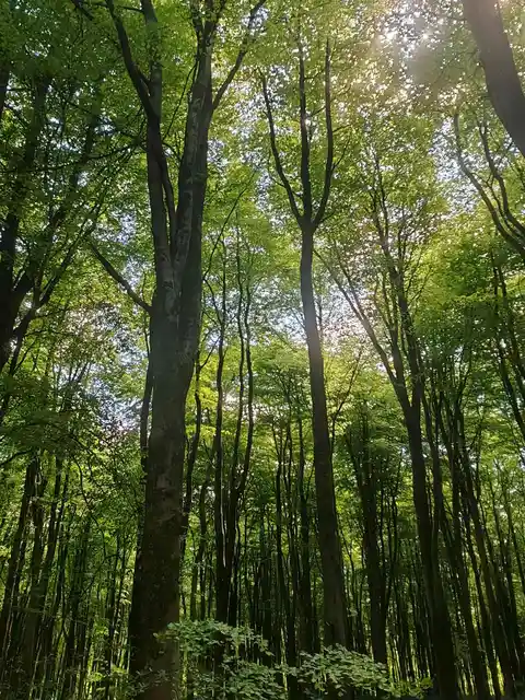 West Woods Loop
