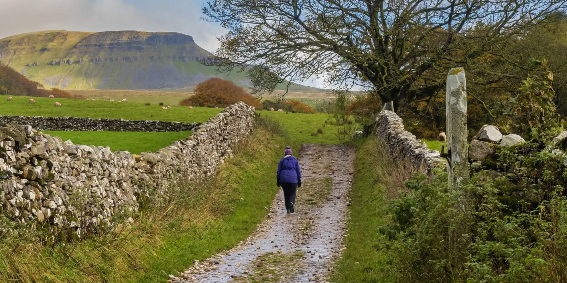 An image depicting the trail Pen-y-ghent via Brackenbottom and its surrounding area.