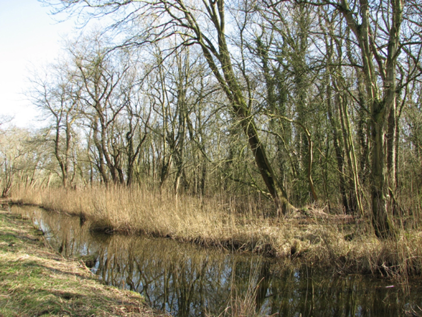 An image depicting the trail Alder Carr Wood via Bure Valley Path and its surrounding area.