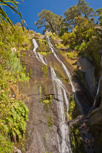 Orokawa Scenic Reserve Short Walking Track