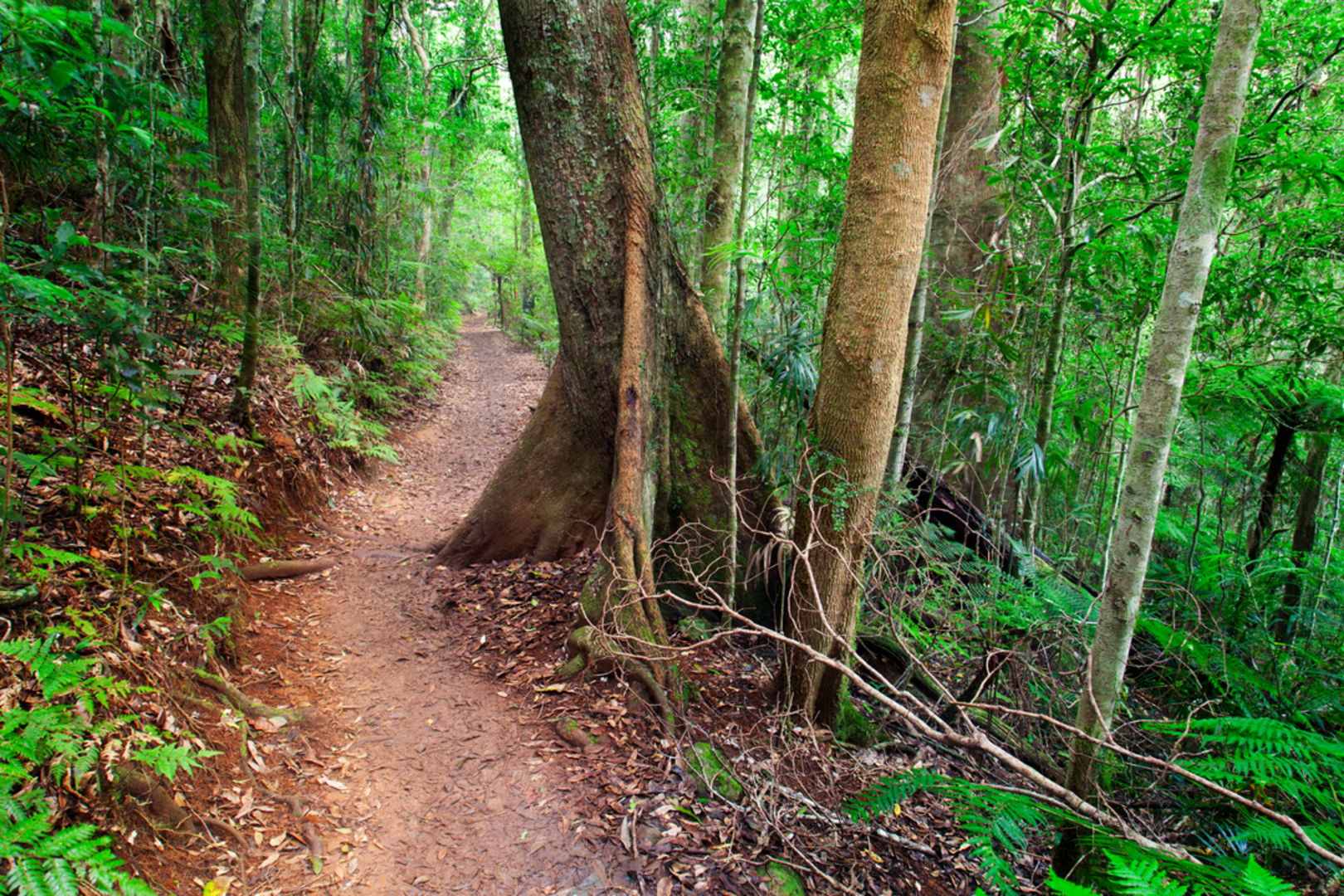 An image depicting the trail Gwongoorool Track and its surrounding area.