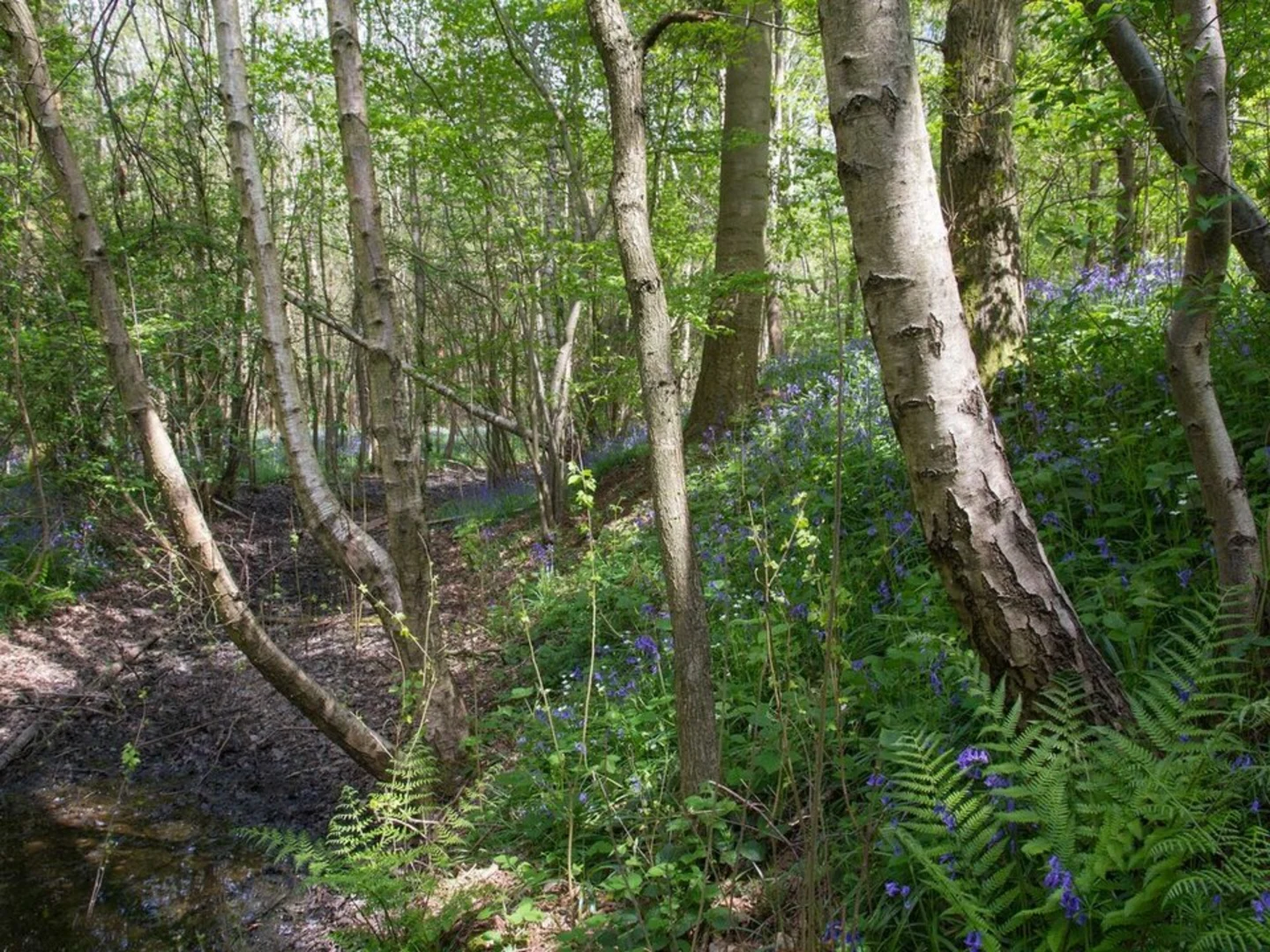 An image depicting the trail Oakley Wood and its surrounding area.