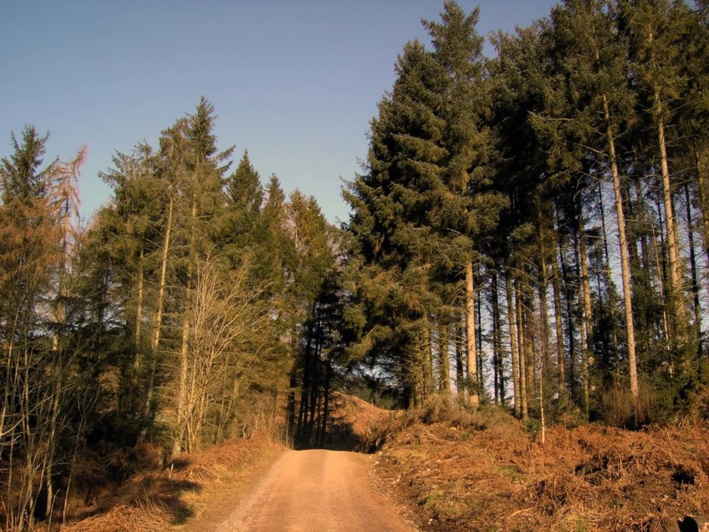 An image depicting the trail Woodland Loop Trail from Barhill Woods and its surrounding area.