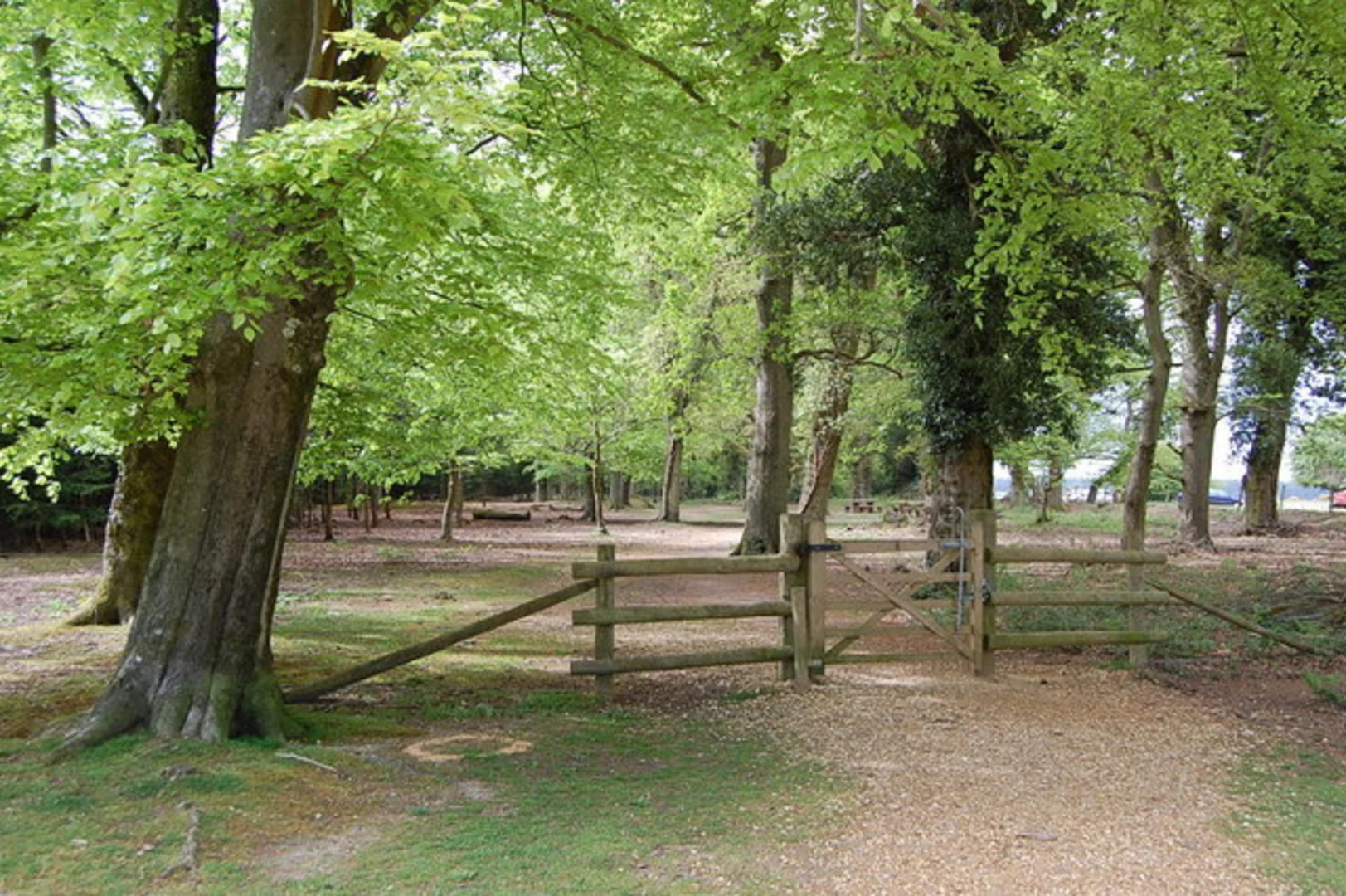 An image depicting the trail Wilverley Plain Loop and its surrounding area.