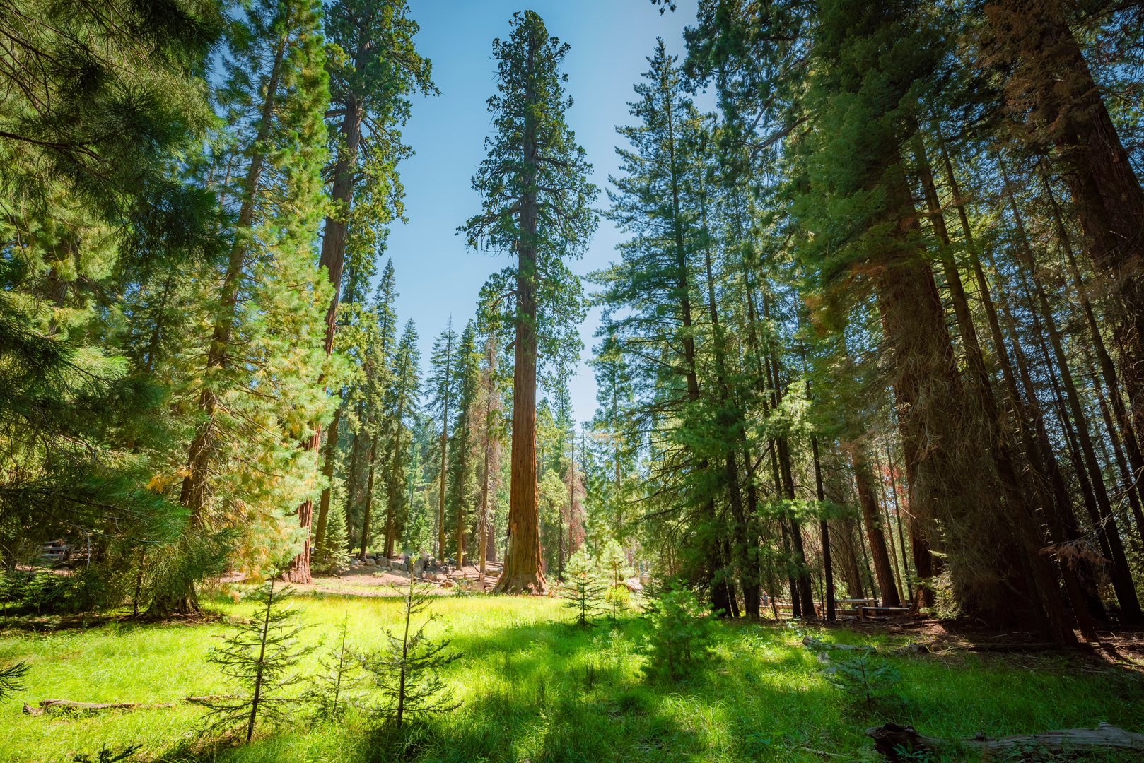 An image depicting the trail Hart Tree Trail Redwood Canyon and Big Springs Trail and its surrounding area.