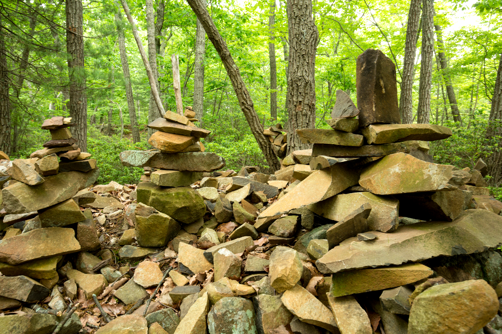 An image depicting the trail Metacomet Trail and its surrounding area.