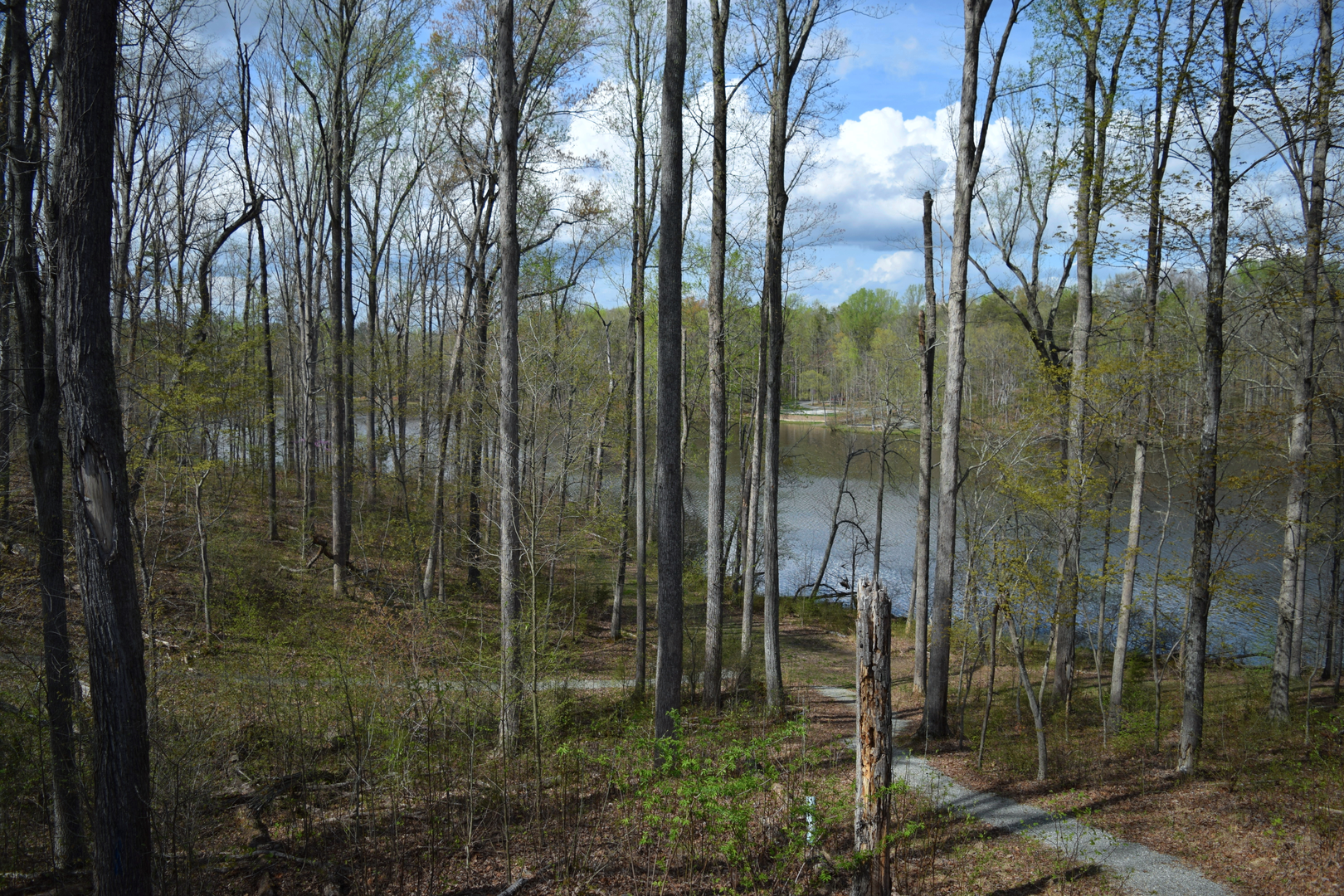 An image depicting the trail Iron Mine Trail and Whiskey Run Trail and its surrounding area.