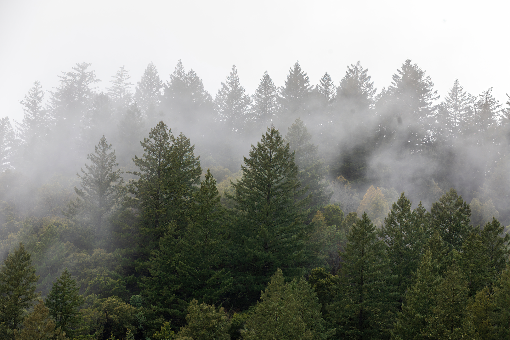 An image depicting the trail Peters Creek - Grizzly Flat and Long Ridge Loop Trail and its surrounding area.
