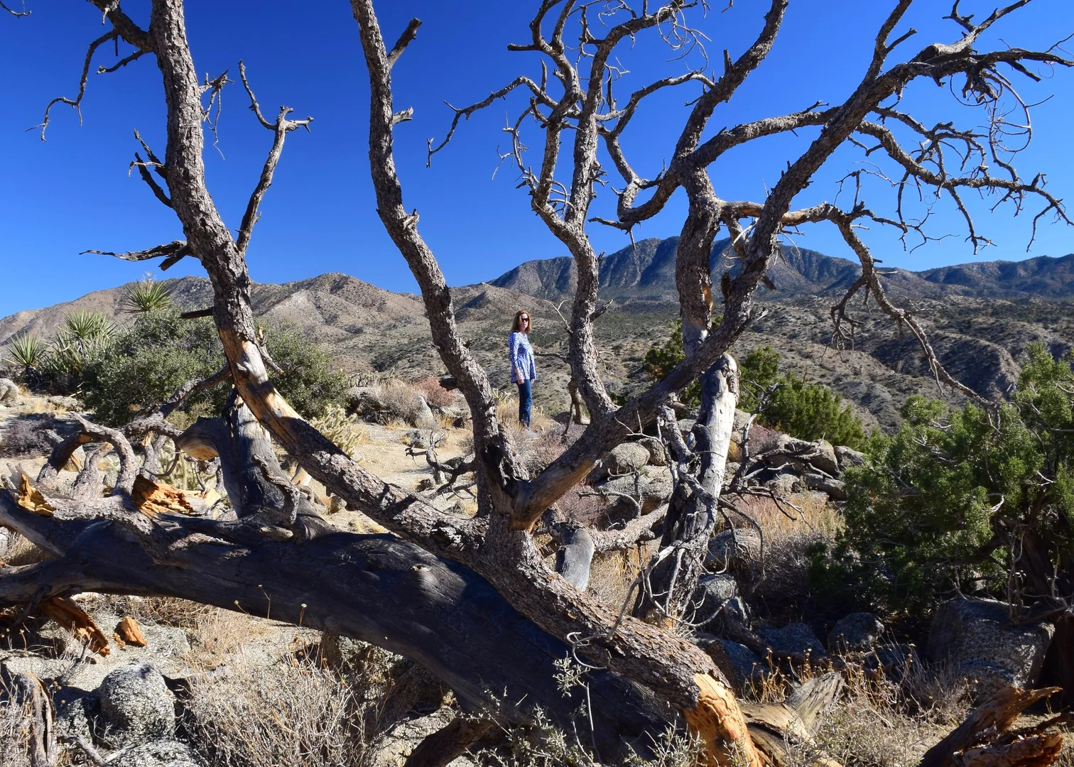 An image depicting the trail Cahuilla Mountain Trail and its surrounding area.