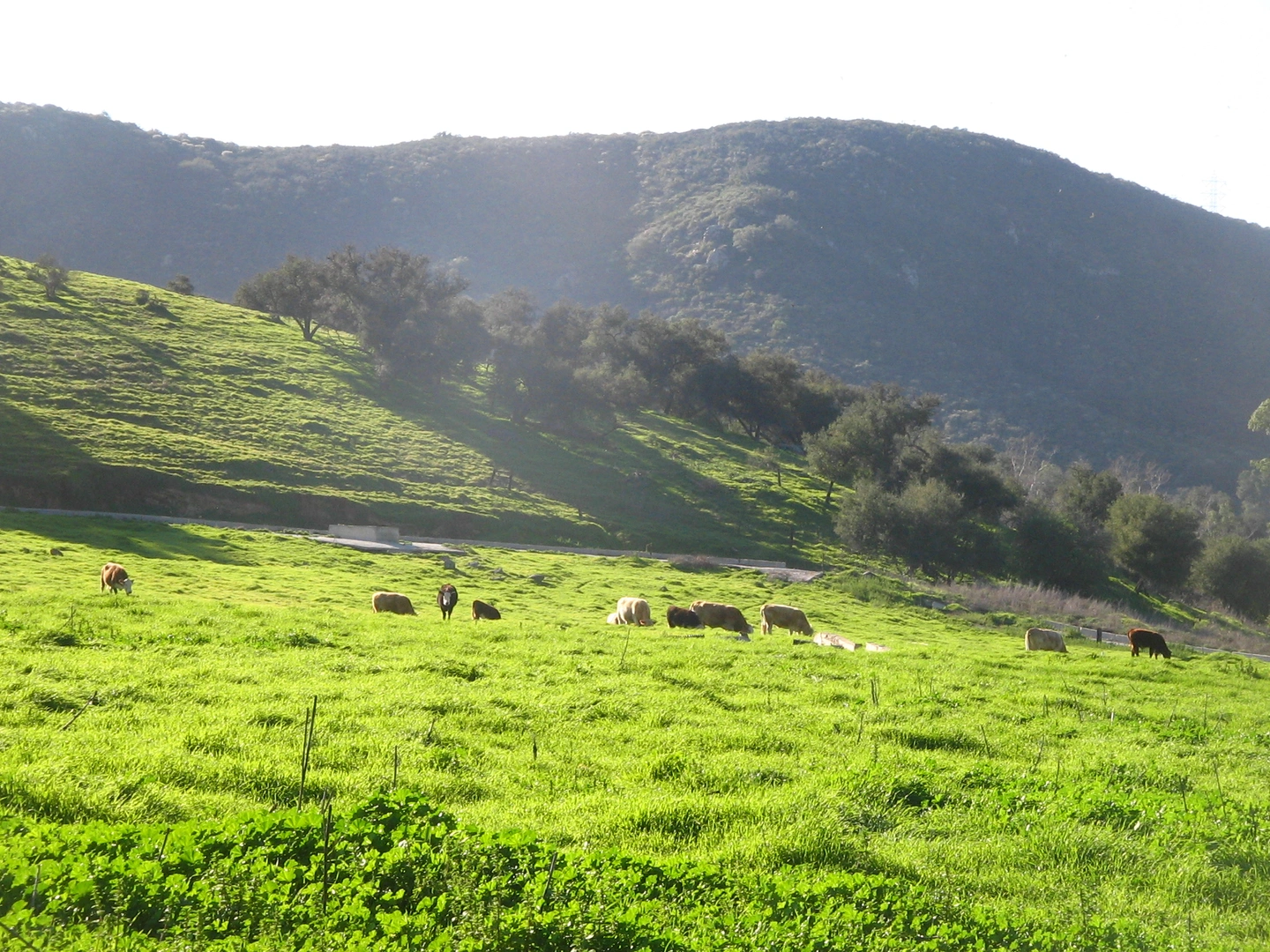 An image depicting the trail Way Up Trail and Botanical Loop Trail and its surrounding area.