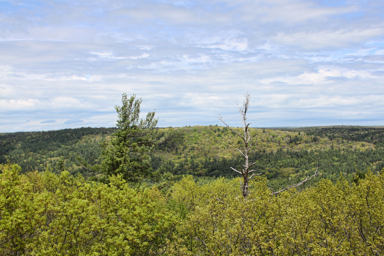 An image depicting the trail Cook Forest Tower via Indian Trail and Baker Trail and its surrounding area.
