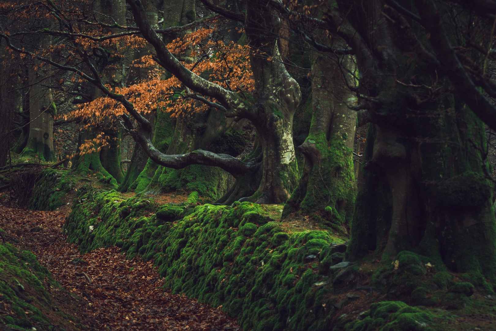 An image depicting the trail Crone Woods - Maulin Mountain Loop and its surrounding area.