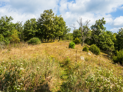 Slabcamp Run Trail, Christian Run Trail, Laurel Fork Trail and Buck Run Trail Loop