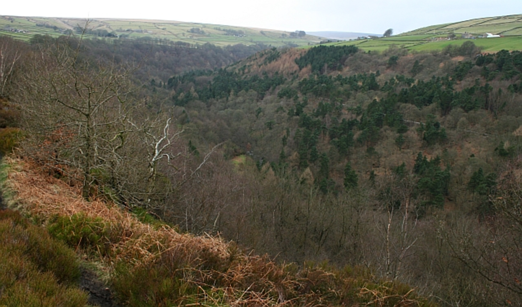 An image depicting the trail Gibson Mill Loop and its surrounding area.