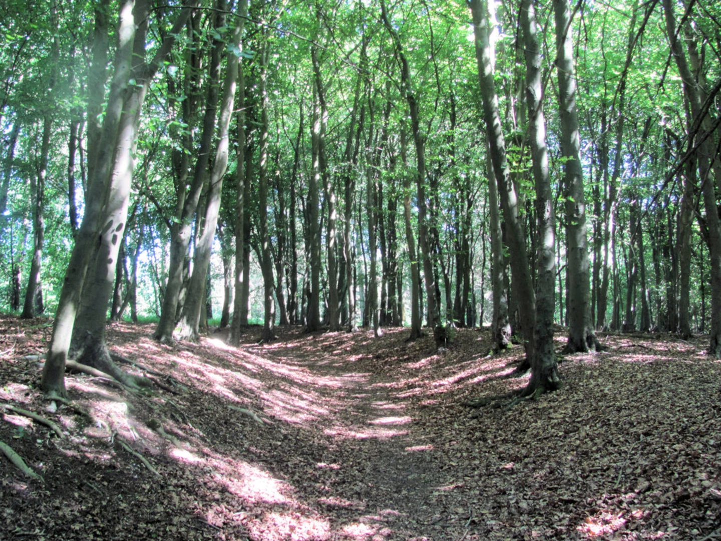 An image depicting the trail Wendover Wood and Firecrest Trail and its surrounding area.