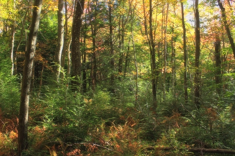 Shrub Swamp Trail Loop