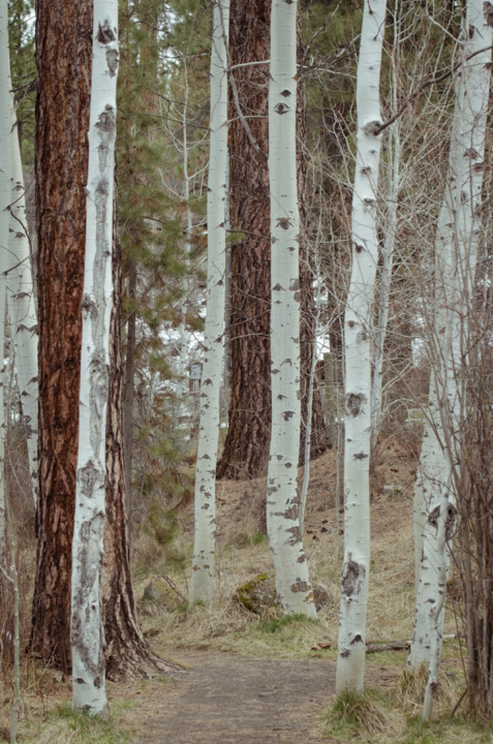 An image depicting the trail Quaking Aspen Trail and its surrounding area.