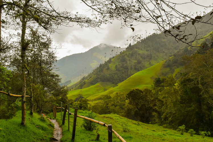 Cocora Valley Trek