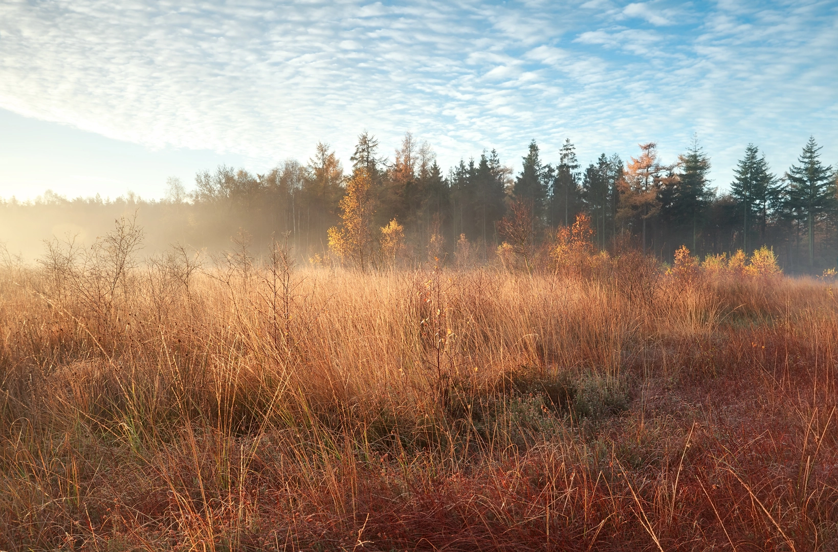 An image depicting the trail Schipmeer, Noordseveld and Mandeveld Loop and its surrounding area.